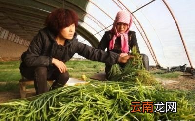 沙葱市场行情如何