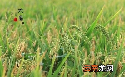 “大暑”期间哪一件事情不能做呢