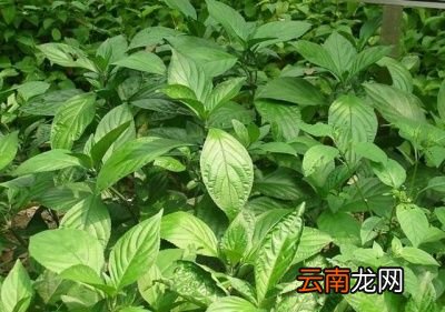 夏桑菊的功效和作用