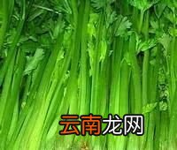 芹菜为什么感觉这么难吃呢
