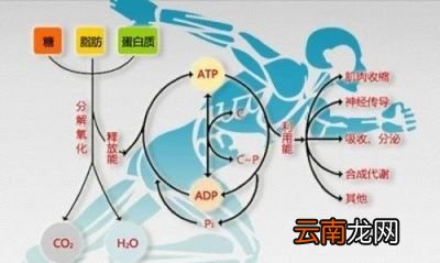 跑步多久能够减肥