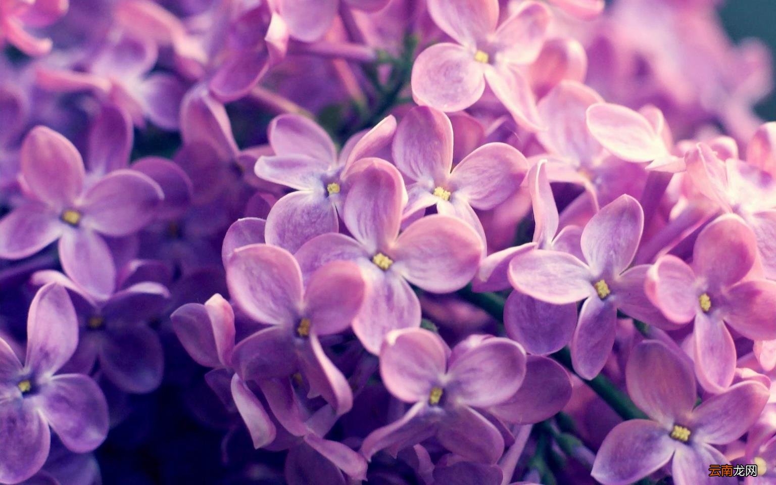 东部和西部nba球队排名对比 2022nba排名