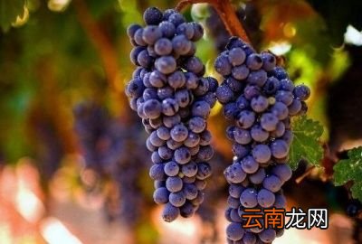 有哪些美白祛斑的好方法呢