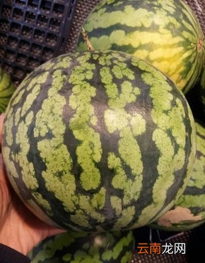 》》西瓜挑选秘诀