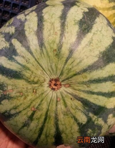 》》西瓜挑选秘诀