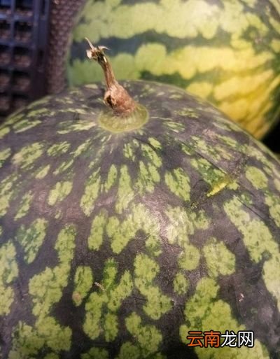 》》西瓜挑选秘诀