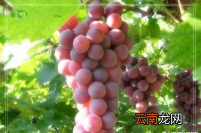 水果类 秋天吃哪些美食不易上火