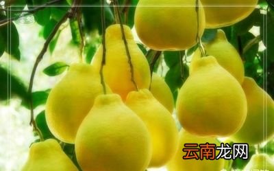 水果类 秋天吃哪些美食不易上火