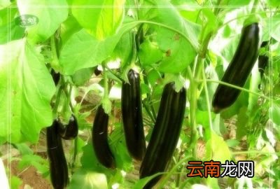 水果类 秋天吃哪些美食不易上火