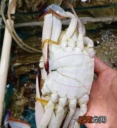 梭子蟹的肥瘦怎么辨别