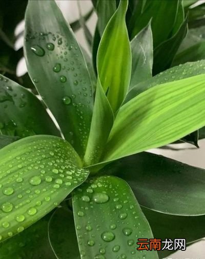 什么样的盆栽适合家里养