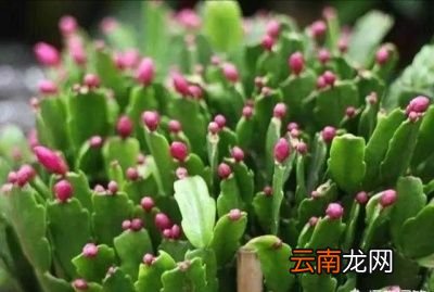 什么样的盆栽适合家里养