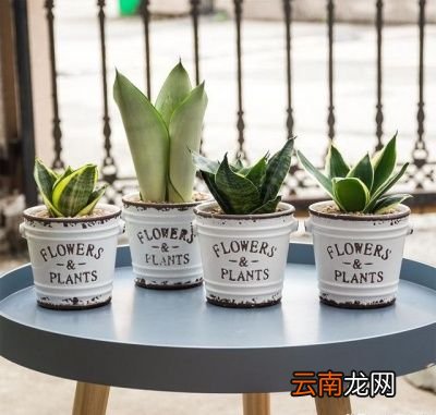 什么样的盆栽适合家里养