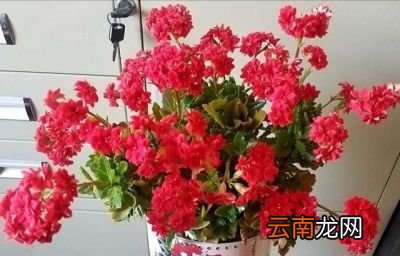 什么样的盆栽适合家里养