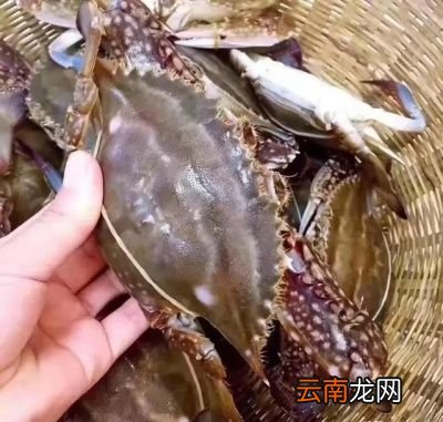 梭子蟹的肥瘦怎么辨别