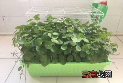 什么样的盆栽适合家里养