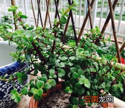 你家里有哪些盆栽