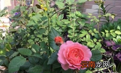 你家里有哪些盆栽