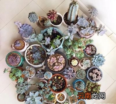 你家里有哪些盆栽