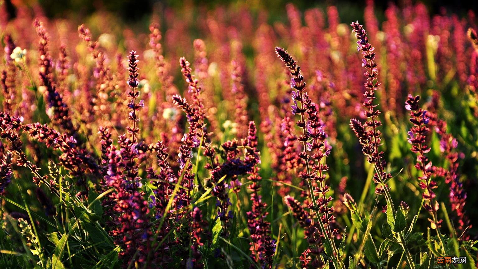 四年一次2.29微信创意说说 2月29日发朋友圈的个性说说