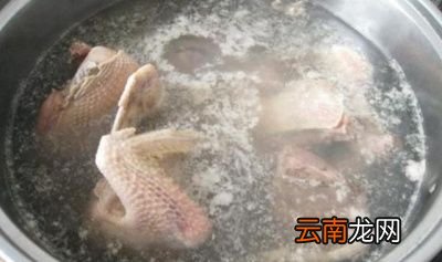 灵芝鸽子煲汤的做法