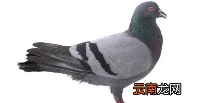 灵芝煲鸽子汤的做法