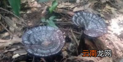 灵芝煲鸽子汤的做法