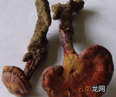 灵芝鸽子怎么样煲汤