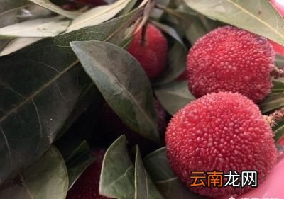 杨梅到底哪里产的最好