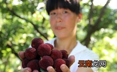 杨梅到底哪里产的最好