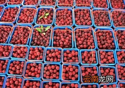 杨梅到底哪里产的最好