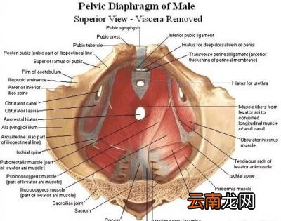 如何强化盆底肌
