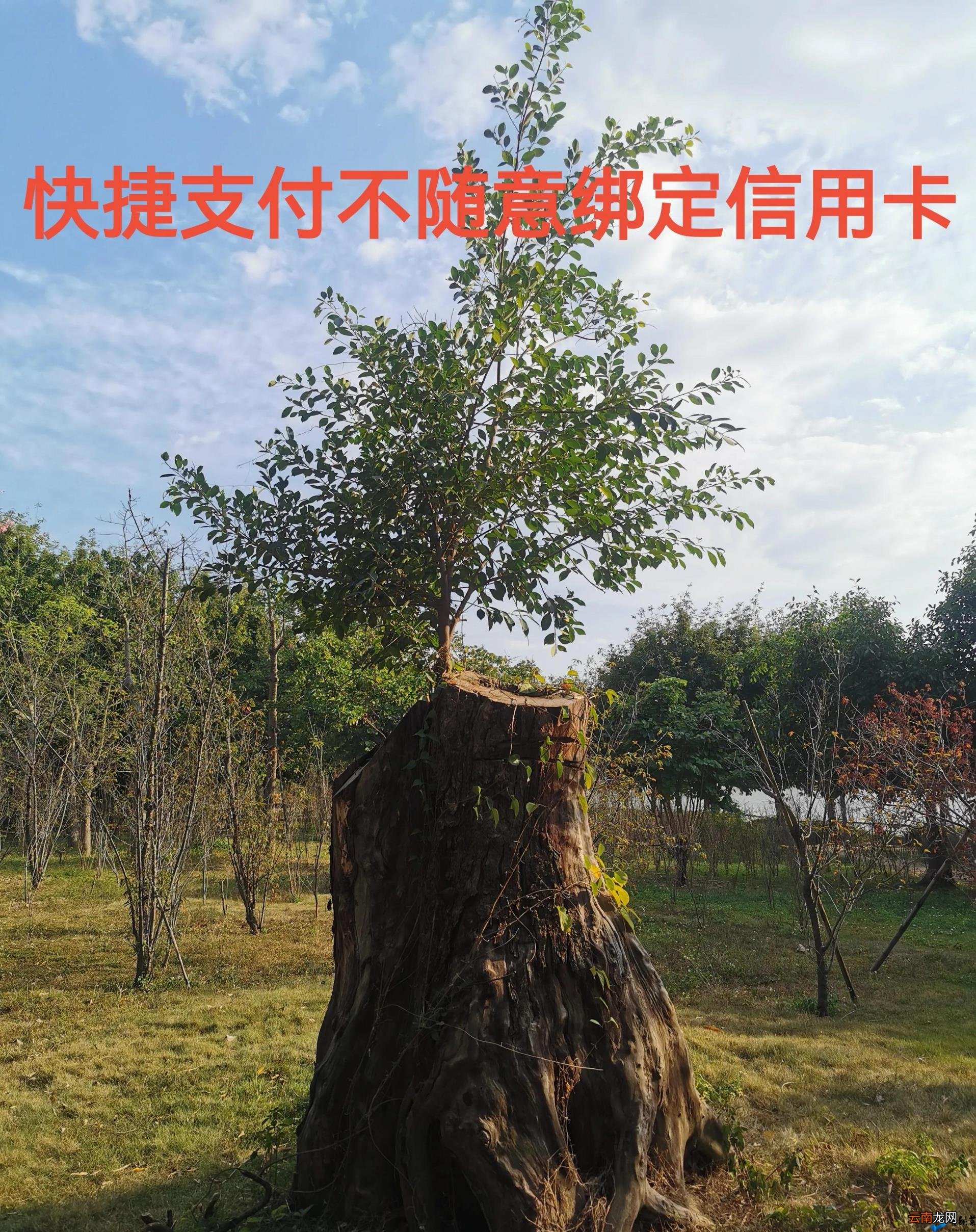 为什么信用卡不要随意绑定快捷支付? 快捷支付是什么
