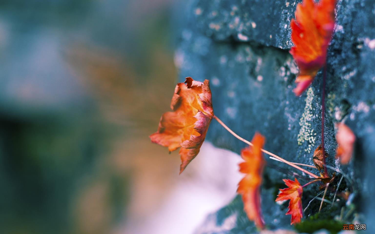 最朴实走心的表白句子 一段简短而深情的告白