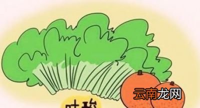 贫血很胖该怎样减肥