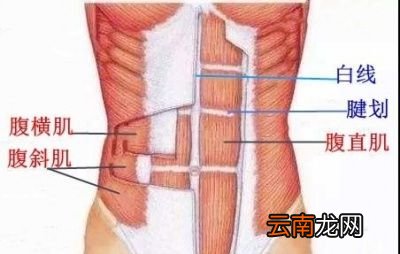 能练出几块腹肌
