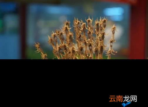 怎么养蝎子能致富 怎样养蝎子多赚钱