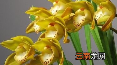 家里为什么不宜养兰花