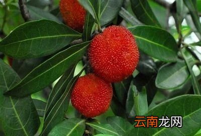 杨梅现在什么价格
