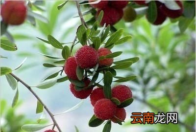 杨梅现在什么价格