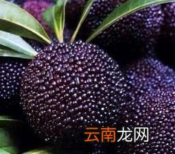 杨梅现在什么价格