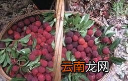 杨梅现在什么价格