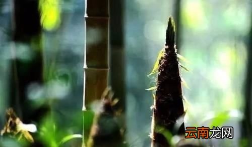 冬笋和春笋有什么区别