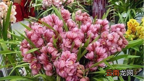 哪种兰花最好养最香最好看