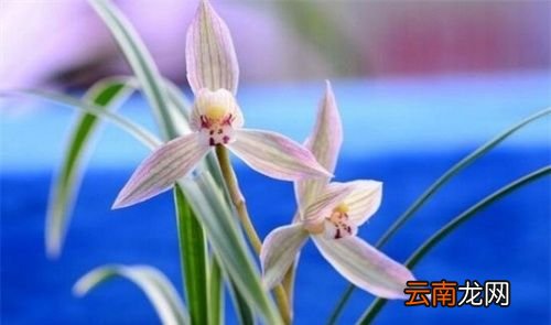 哪种兰花最好养最香最好看