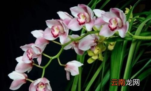 哪种兰花最好养最香最好看