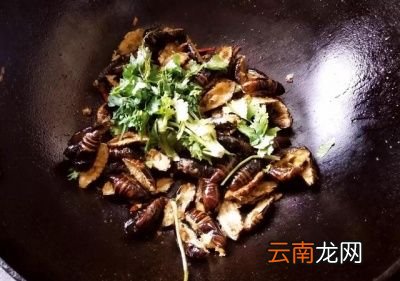 为何北方人喜欢吃茧蛹
