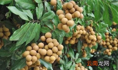 龙眼可以在冰箱里储藏吗