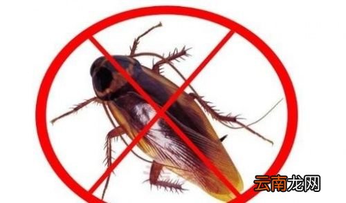 蟑螂一般会在什么地方出现