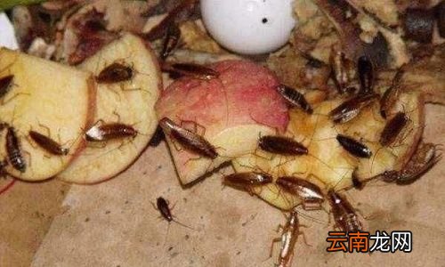 蟑螂一般会在什么地方出现